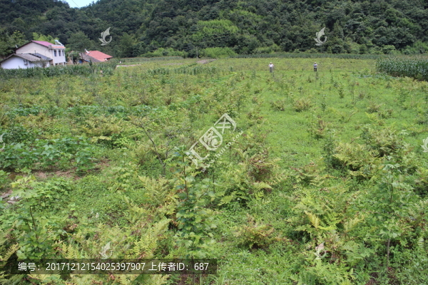 秭歸喬家坪薇菜基地
