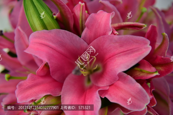 鮮花背景墻