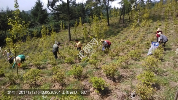 補植苗木墾撫施肥