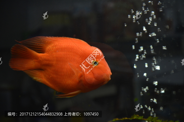 鸚鵡魚