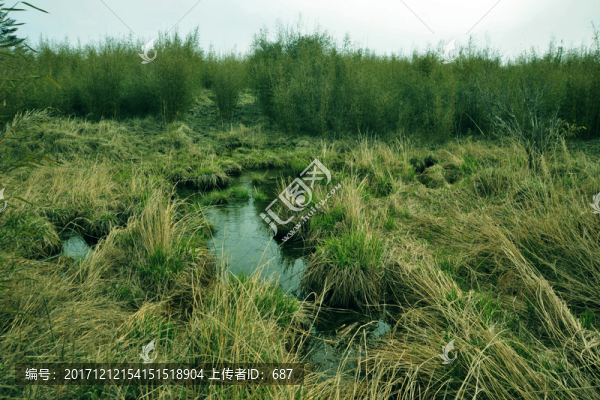 沼澤濕地