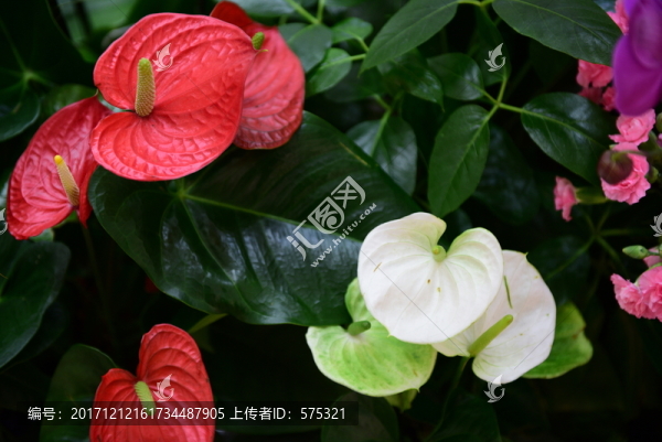 鮮花背景墻