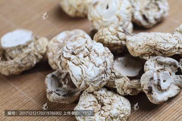野生白圓菇
