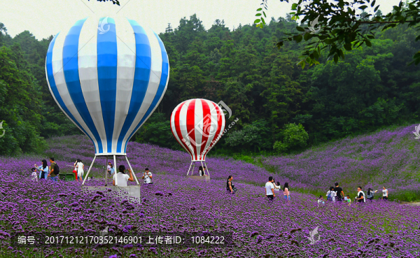 花海暢游