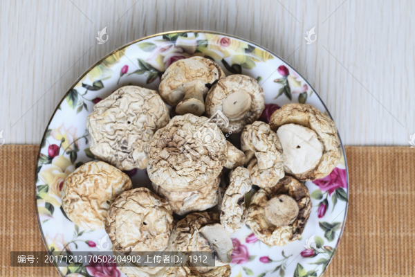 野生白圓菇