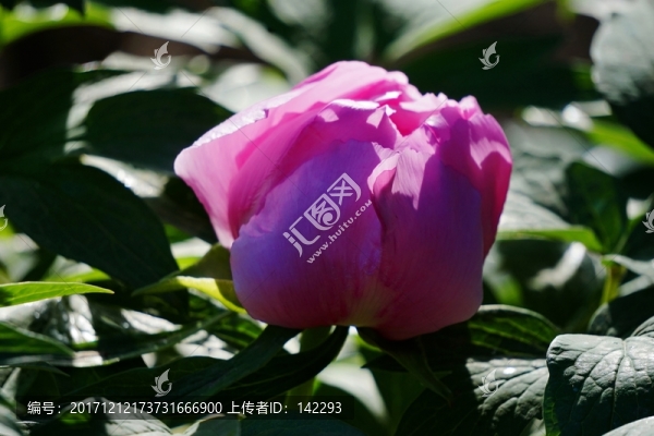 含苞欲放
