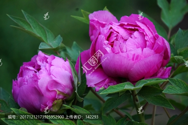 含苞欲放