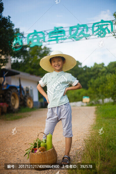 蔬菜采摘