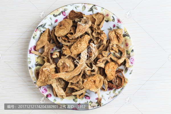 野生松樹(shù)菇