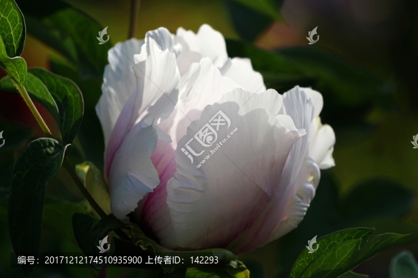 含苞欲放