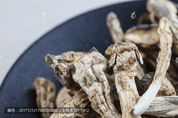 野生雞腿菇