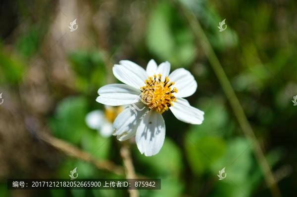 小白花