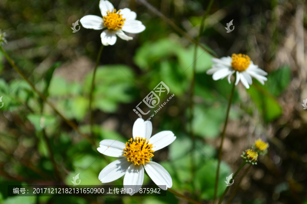 小白花