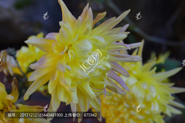 菊花
