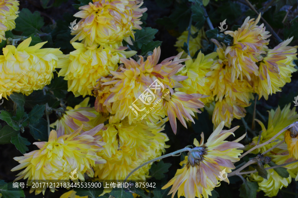 菊花