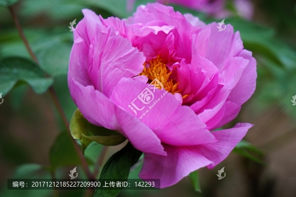 國色天香