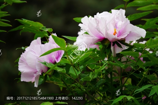 國(guó)色天香