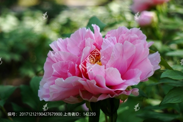 國色天香