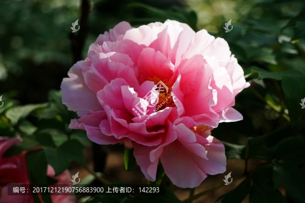 國(guó)色天香