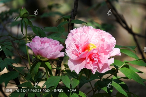 國(guó)色天香