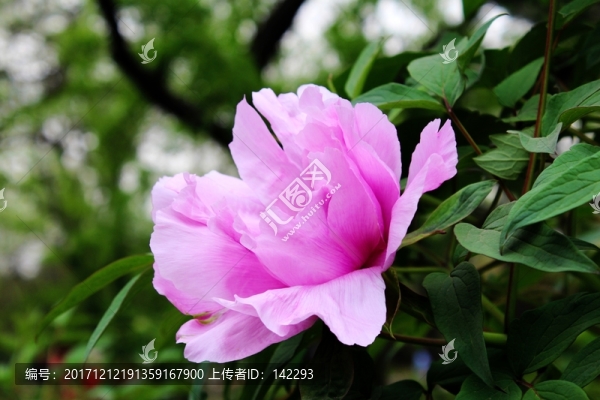 國色天香