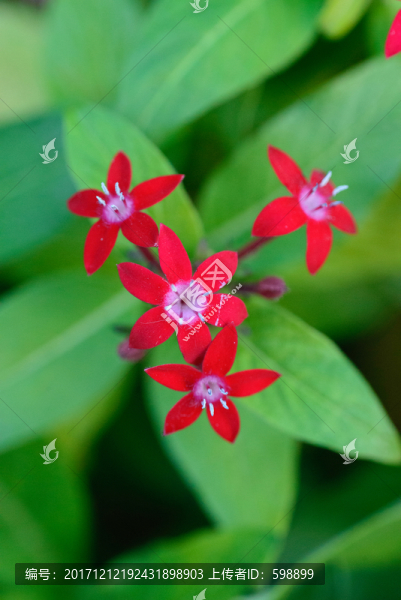 紅花綠葉