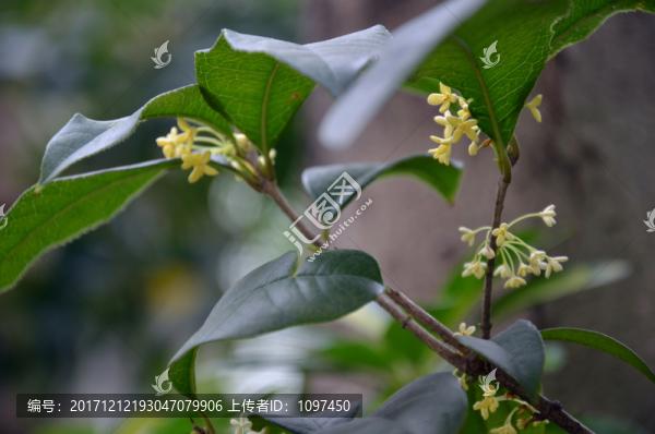 桂花