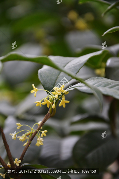 桂花