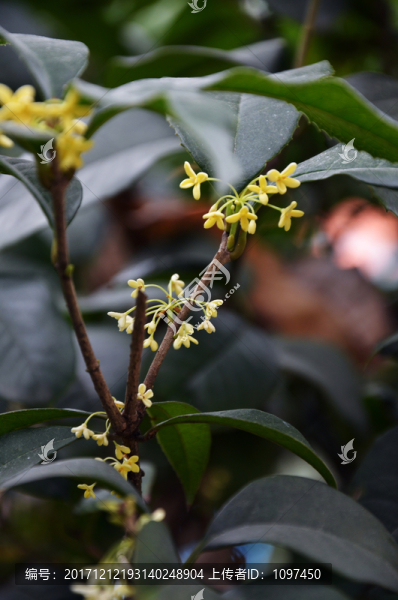 桂花