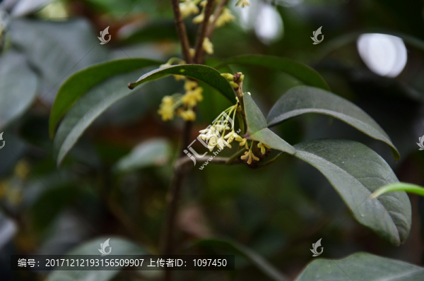 桂花