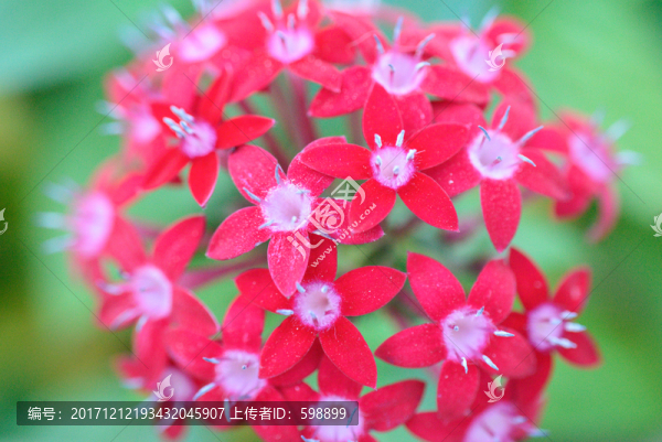 紅色花球