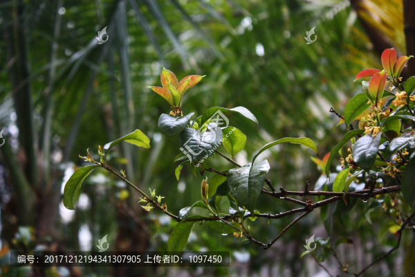 桂花