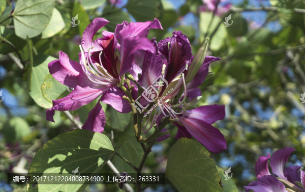 紫荊花
