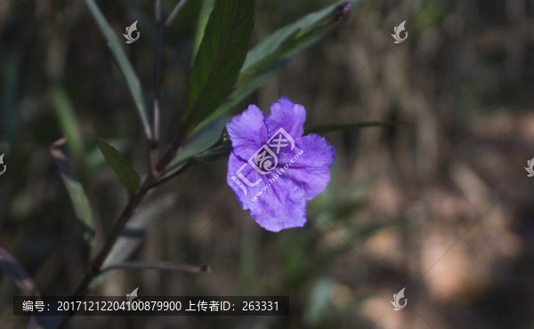 紫花扶桑