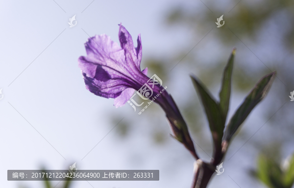 紫花扶桑