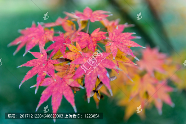 紅楓,紅葉