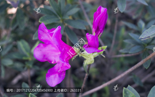 杜鵑花