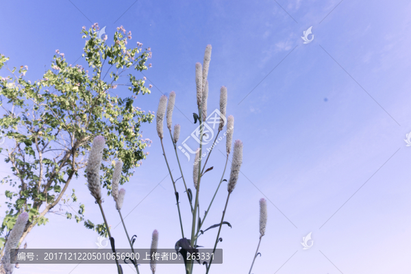 青葙草