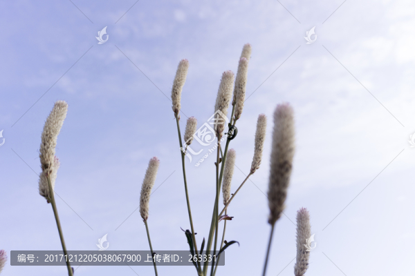 青葙草