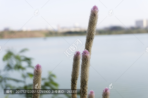 青葙草