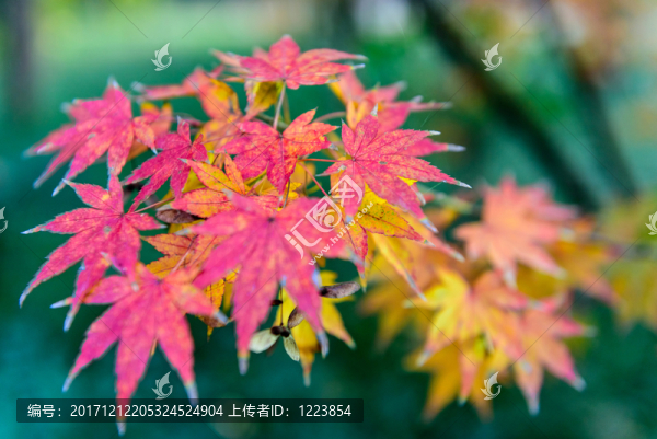 紅楓,紅葉
