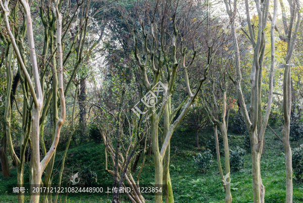 黃荊樹林