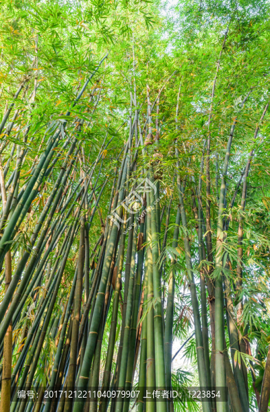 竹林