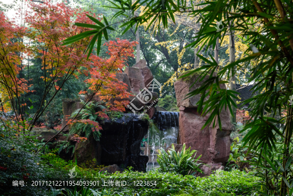 紅葉,紅楓