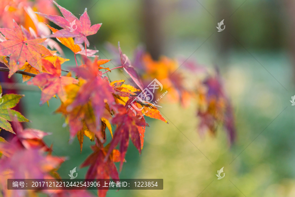 紅楓,紅葉