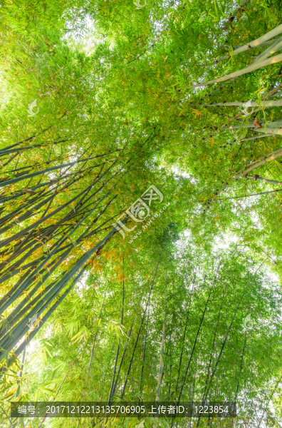 竹林