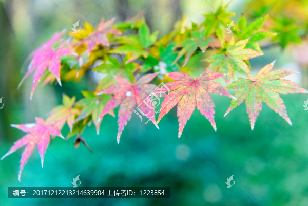 紅楓,紅葉