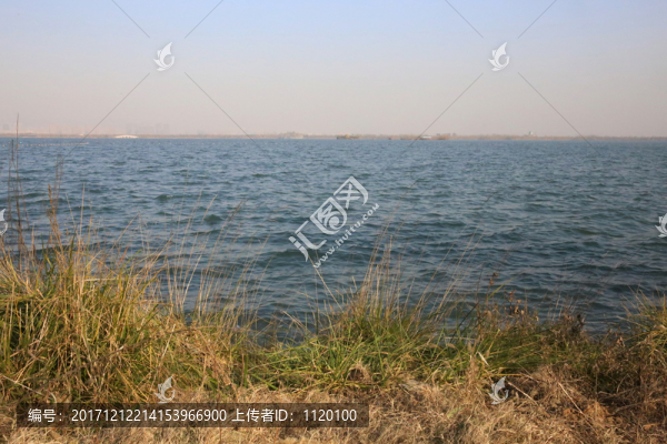 湖邊草