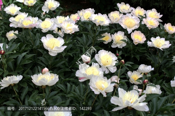 芍藥花