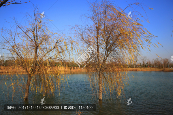 水中樹木